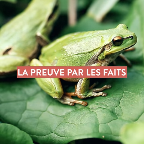 GRENOUILLES ET HOMÉOPATHIE, action de la Thyroxine sur la croissance des têtards.